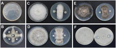 Biocontrol potential of lipopeptides produced by Paenibacillus polymyxa AF01 against Neoscytalidium dimidiatum in pitaya